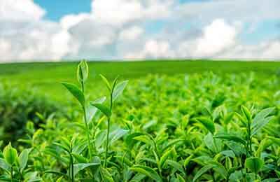 跨國茶葉公司財務管理研究